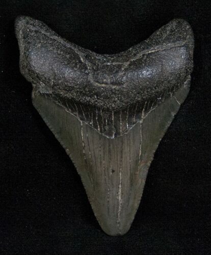 Fossil Megalodon Tooth - South Carolina #13686